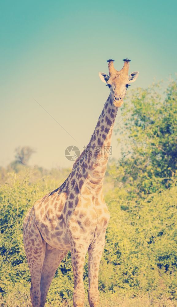 树旅行草非洲博茨瓦纳Chobe公园野外的长颈类动物Giraffe带回溯Instagram风格过滤效应图片