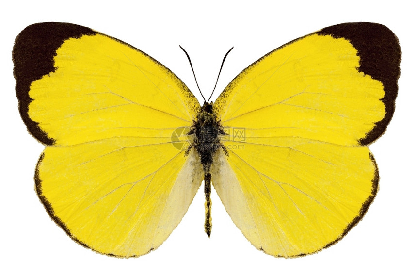 荒野鳞翅目EuremaALITHA高定义的黄色草极端偏重白色背景完全孤立于白底翅膀图片