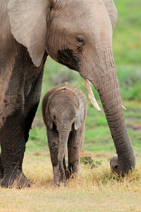牛壮象健肯尼亚安博塞利公园非洲象属牛与小犊人草食动物野生背景