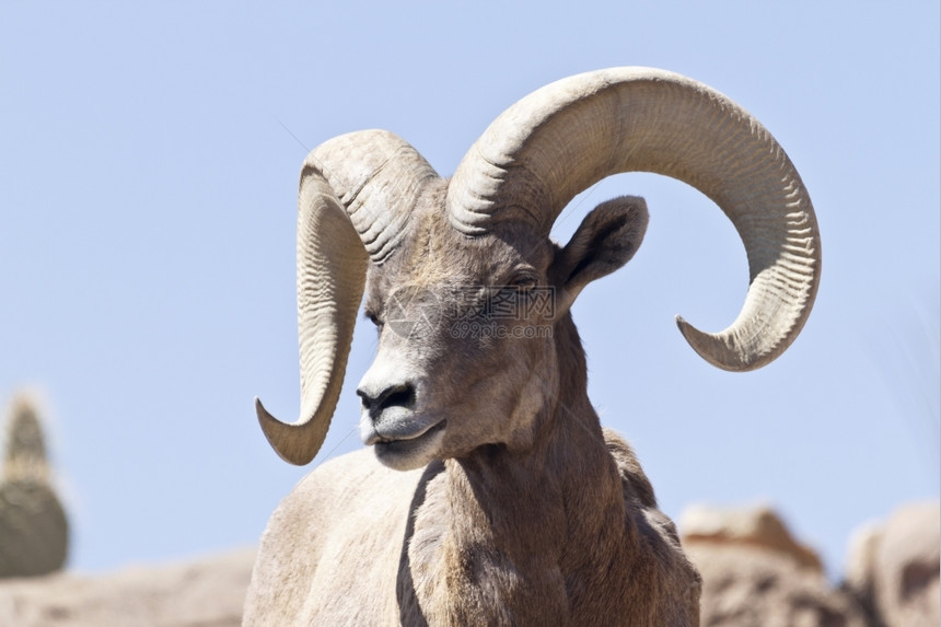 有角的团结亚利桑那州大山羊在蓝色天空的位置是亚利桑那州索诺拉沙漠博物馆美国亚利桑那州图森内存图片