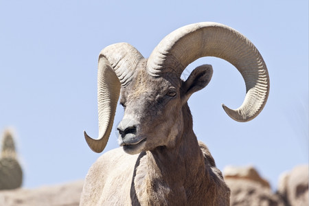 沙漠巨角羊亚利桑那索诺拉团结的高清图片