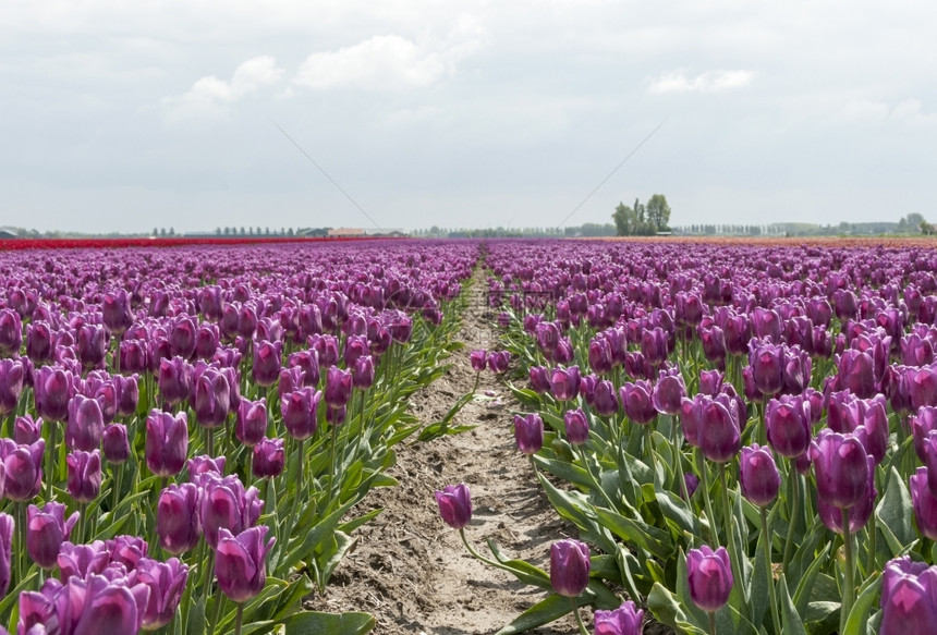 粉红色的郁金香和蓝白云天空阿姆斯特丹丰富多彩的绿色图片
