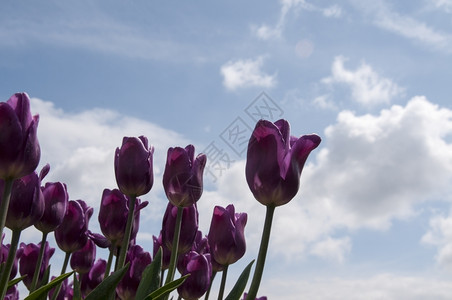 风景优美多样季节粉红色的郁金香和蓝白云天空背景图片