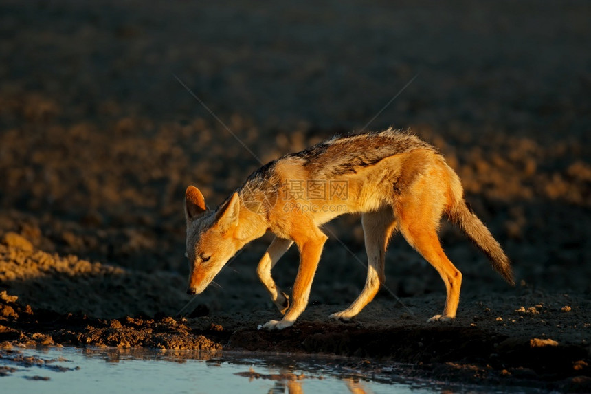 中间体栖息地保护在南非卡拉哈里沙漠的清晨光亮中黑背着皮狼Canismesomemalas图片