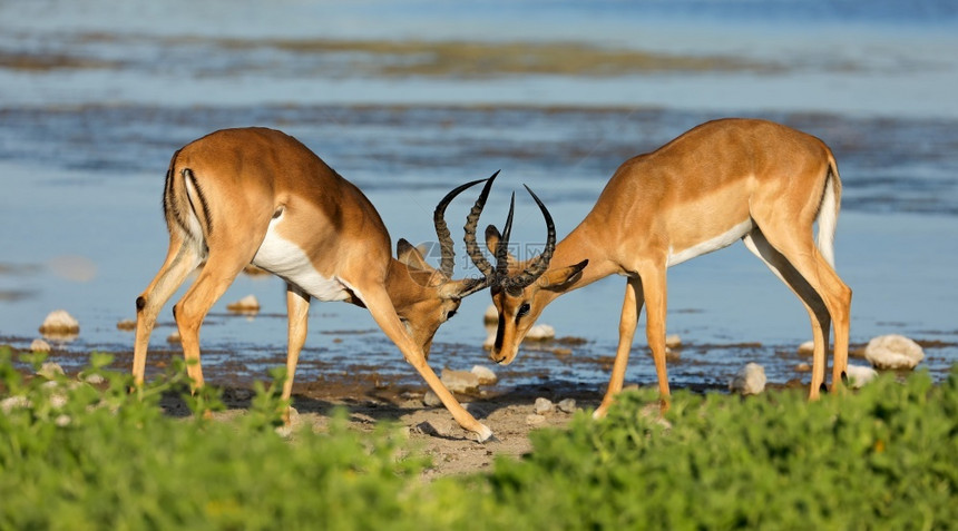 两只雄黑斑羚羊Aepycerosmelampus战斗埃托沙公园纳米比亚男动物户外图片