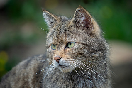 格兰皮亚欧洲野猫Felissilvestris濒危猎人坐着背景