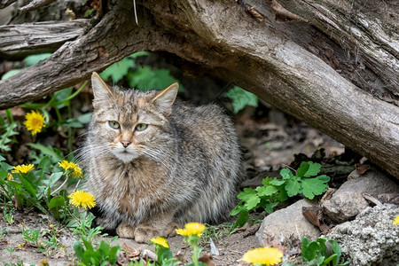 欧洲野猫Felissilvestris肉食动物森林苏格兰人图片