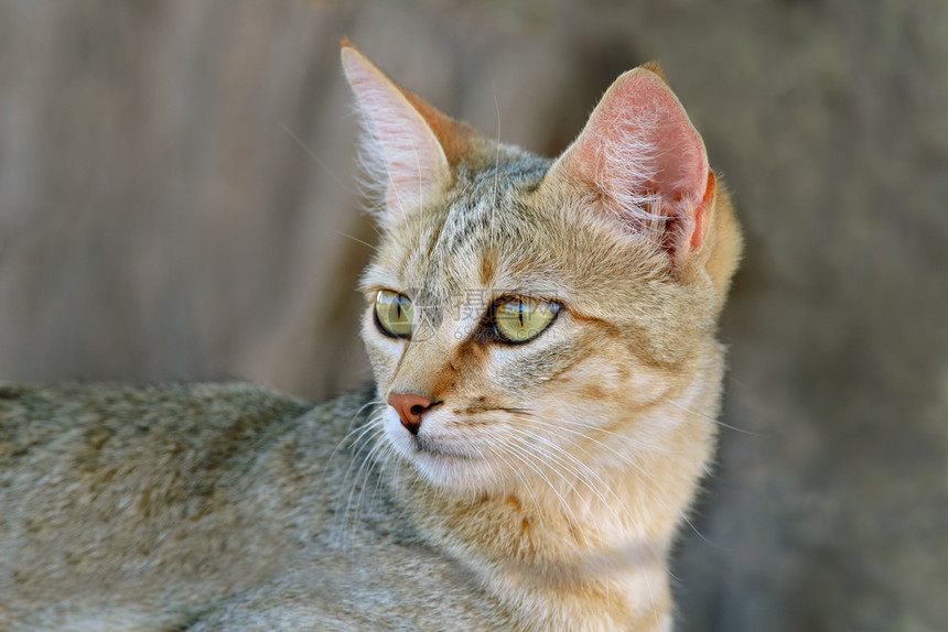 南非卡拉哈里沙漠洲野猫Felissilvestrislybica的肖像脸猫科动物群图片