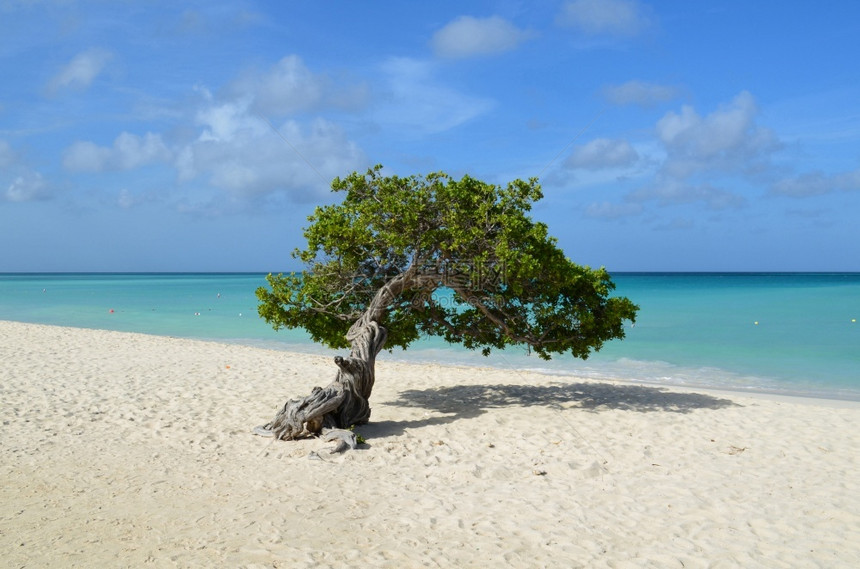 迪维加勒比海在阿鲁巴的完美dividividivi树和海滩上的白沙热带图片