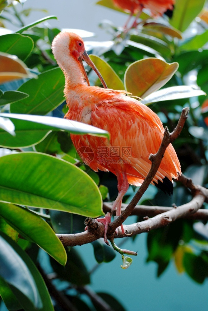 一种Scarletibis鸟围在树枝上自然加勒比海图片