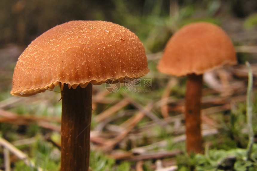 生态旅游荒芜之地生物群落野蘑菇瓜达拉马公园塞哥维亚卡斯蒂利和莱昂西班牙欧洲野生蘑菇图片