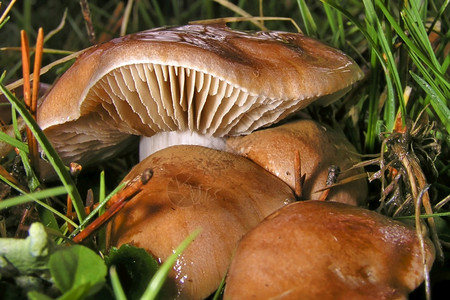 野生蘑菇瓜达拉姆公园塞戈维亚卡斯蒂利和里昂西班牙欧洲荒野自由生物多样图片