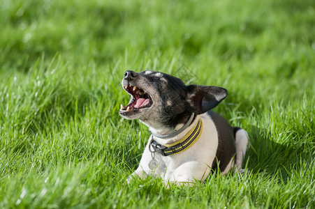 可爱的老杰克罗素泰里尔在草地打哈叫声快乐的牙齿图片