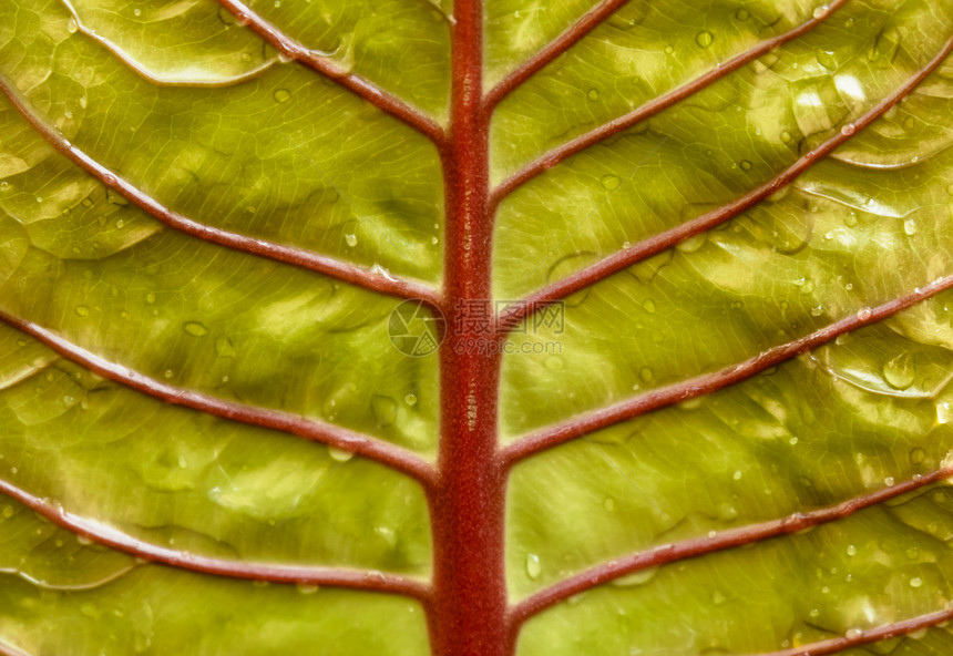 春天树叶子是浅绿色的有红根和水滴湿的图片