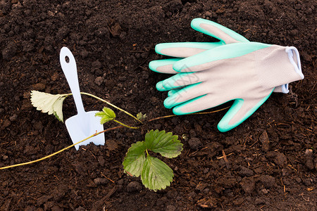 乡村的培育自然花园手套和在新鲜地上挖土的花春园艺种植物图片