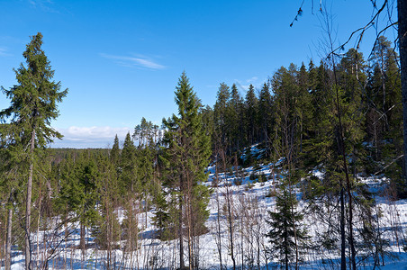 季节反射自然春天森林中的俄罗斯白雪地貌图片