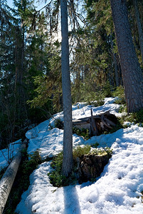 季节自然溪流春天森林中的俄罗斯白雪地貌图片
