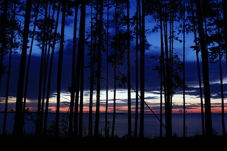湖面日落穿过松树的干黑色影身体红的木图片