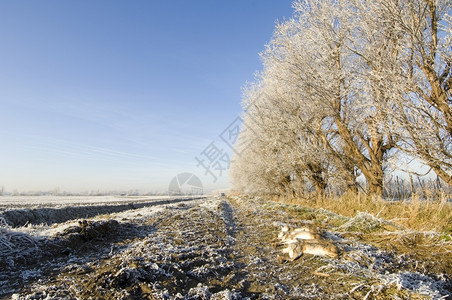 死野兔排在冬天现场树木寒冷的图片