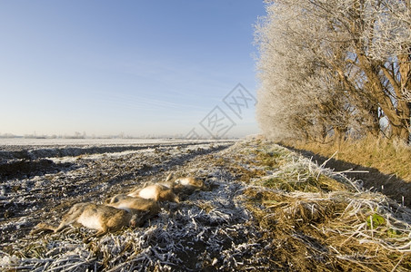 芦苇死野兔排在冬天现场结尾对冲图片