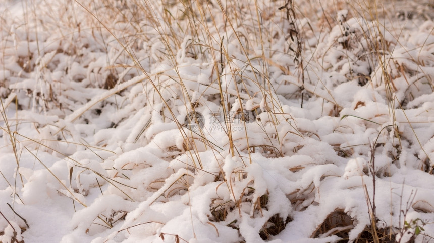 花冬季风景天晨光下雪背超时图片