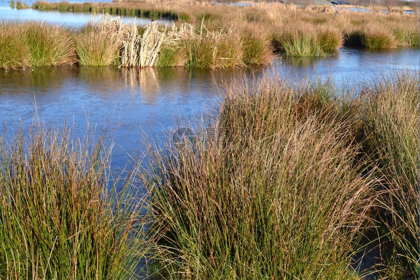 文克森项圈自然在荷兰保留绿琼克岛并有水和草地普拉森图片