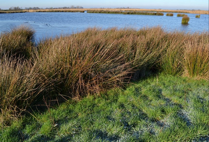 管理大自然在荷兰用水和草地保护绿色Jonker岛普拉森甘蔗图片