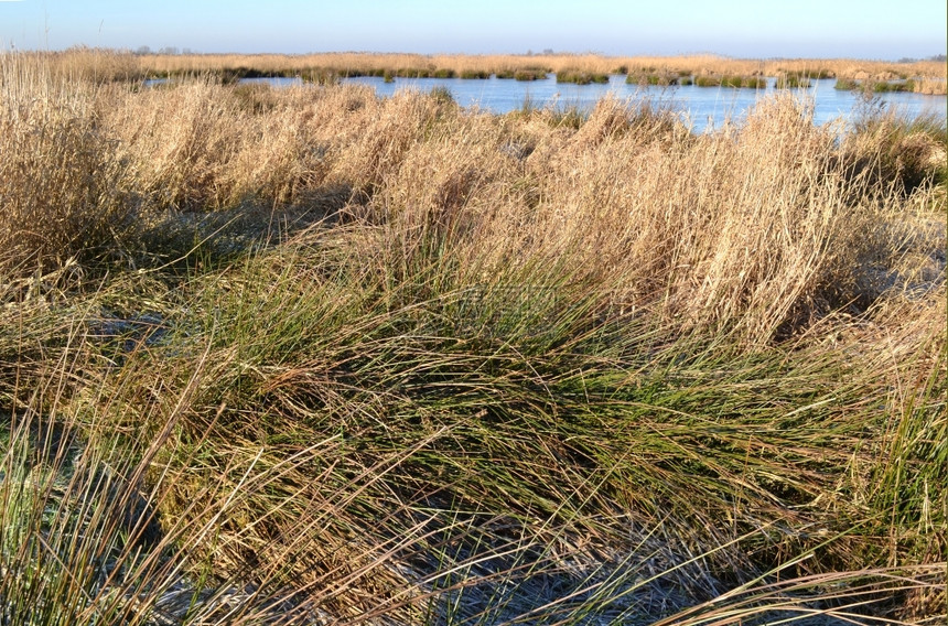 鸟土地大自然在荷兰用水和草地保护绿色Jonker岛花粉图片