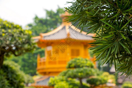 景观树自然香港市南里安园绿枝金馆和以及花环图片