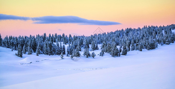 冬天粉色天空森林全景图片