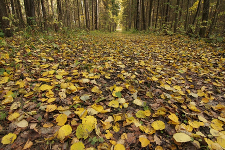 森林空地上的落叶图片