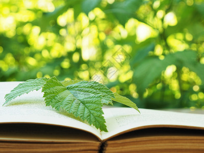 叶子屋大绿色的草莓叶在展开的旧书模糊背景散文图片