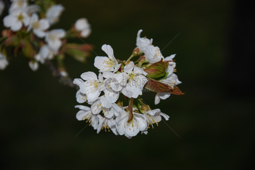 来自瑞典奥兰岛的白樱花树枝桃新鲜的脆弱图片