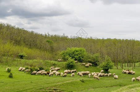 水天空云层田野acacia森林和羊群的背景保加利亚卢多戈里牧场清除图片