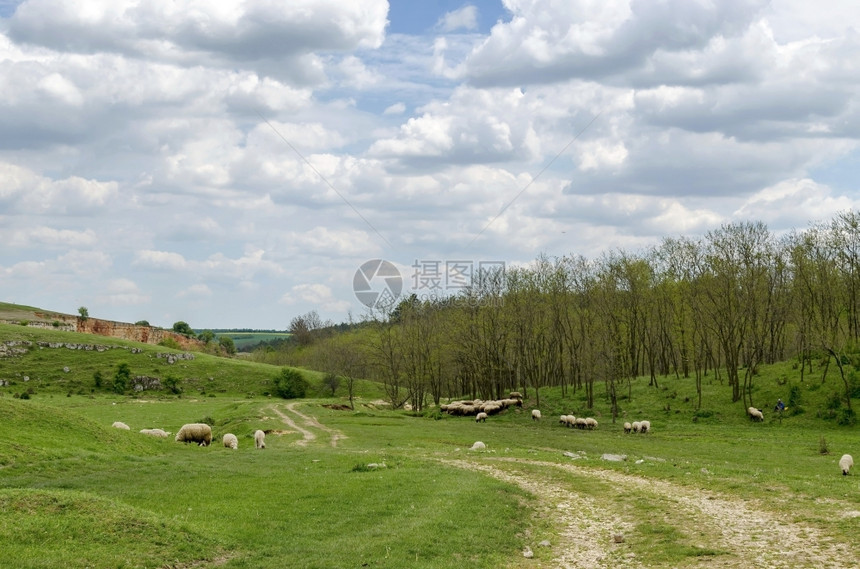 天空云层田野acacia森林和羊群的背景保加利亚卢多戈里草地图片