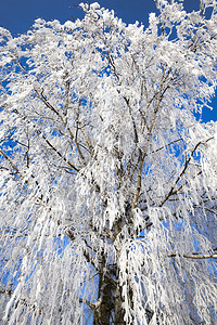 天空冬雪覆盖了寒的树枝上到处都是白雪蓝天覆盖了秋冬的树丛谎言水晶图片