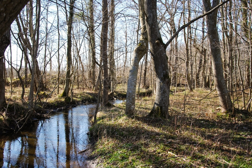 落叶荒野瑞典春天时在一片衰落的森林中流淌着平静的小溪林地图片