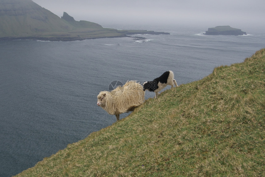 海岸线动物长在大西洋的法罗群岛瓦加尔山顶上白绵羊和一只露天羔其背景是大西洋山腰图片