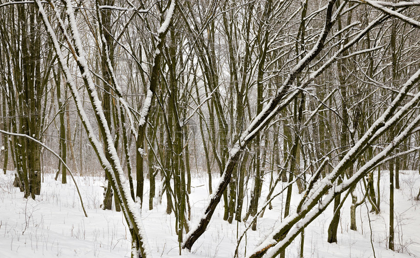 覆盖冰森林的冬季树木裸露没有叶在自然的冬季森林中布满雪和霜冻地貌环境图片