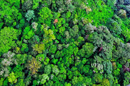 土地对森林的空中观视旅游植物图片