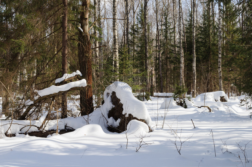 俄罗斯弗拉基米尔地区阳光明媚的寒冬日季森林风景与落树寒冷的白色松树图片