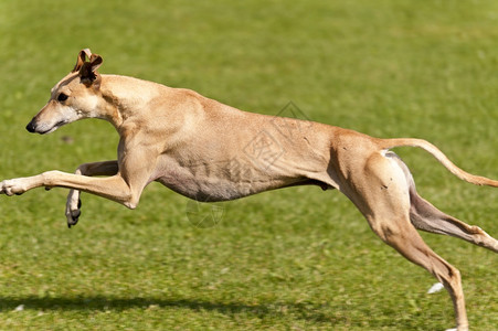 动态的品种跑狗动力学图片