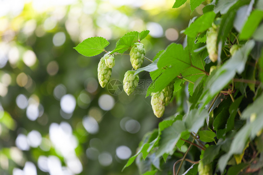 在灌木丛上露着花香的跳跃关在树丛上啤酒衬套夏天图片