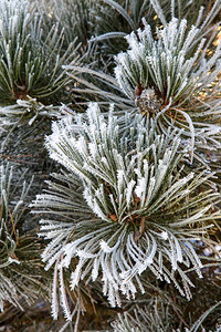 松树枝长针盖着橡皮霜冰分支机构森林图片