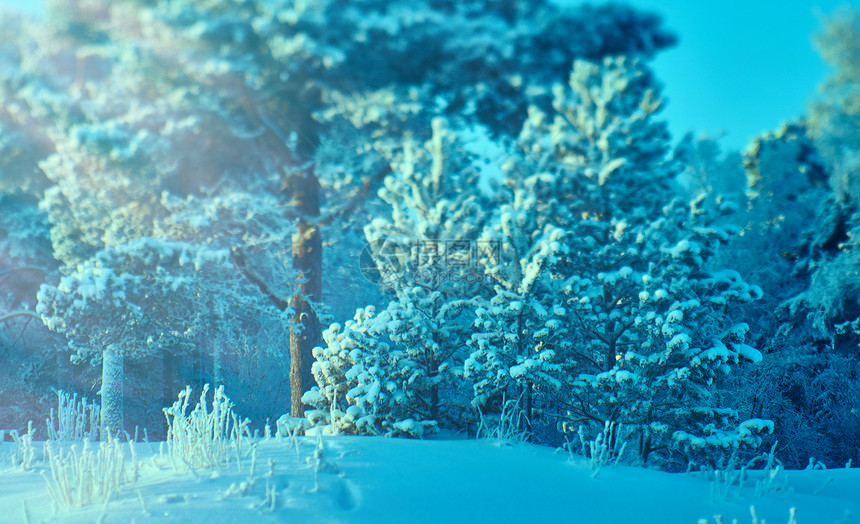 深的木头季节美丽圣诞风景与松树林的冬天图片