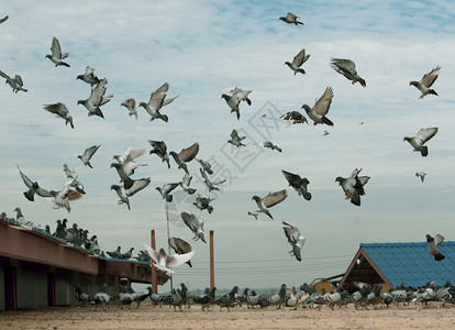一群归巢鸽飞过家庭阁楼屋顶团体翅膀到达图片