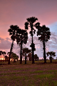 农场傍晚在稻田上种植甘蔗棕榈树天空颜色图片