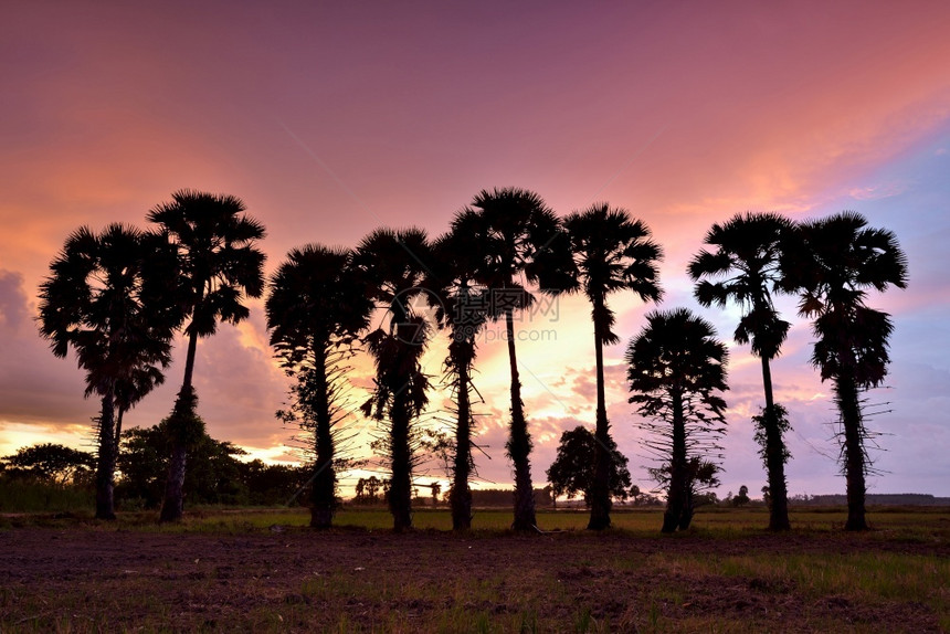 公园傍晚在稻田上种植甘蔗棕榈树森林美丽的图片