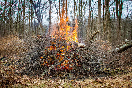 季节秋春用垃圾木材和树叶清理后院用垃圾木材和树叶清理后院工作火焰图片