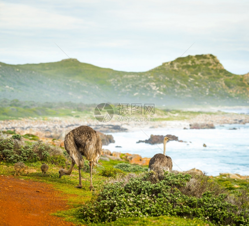 有后代在海边行走的富产女位于南非半岛角好望GoodHope家庭野生动物年轻的图片